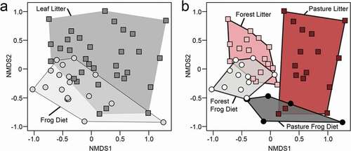 Figure 4. Ant species diversity in the leaf litter and Diablito frog diet differs between forest and pasture habitats. Non-metric multidimensional scaling (NMDS) biplots based on Bray-Curtis distances show ant species diversity differences in (a) leaf litter (squares are individual Winkler samples) compared to frog diets (circles are individual frogs) (Stress = 0.19) and (b) differences between habitats [pasture litter (dark red), pasture frog diet (dark grey), forest litter (pink), forest frog diet (light grey) (Stress = 0.20).