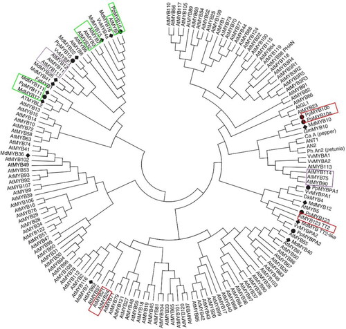 Figure 4. Phylogenetic relationships between Arabidopsis thaliana MYB transcription factors and anthocyanin-related MYBs of other species (Modified from Ravaglia et al [Citation98]). Purple frame: MYB gene that regulates flavonoid synthesis pathway in early and late-stage; Green frame:MYB gene that inhibits anthocyanin synthesis; Red frame: MYB gene that promotes anthocyanin synthesis.