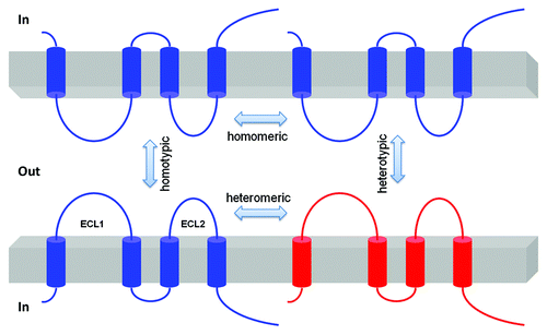 Figure 3. Schematic presentation of interaction possibilities between claudin molecules. The cis interaction includes homomeric or heteromeric interaction; the trans interaction includes homotypic or heterotypic interaction.