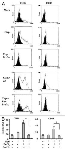 Figure 5. The inhibition of calreticulin exposure by brefeldin A impairs dendritic cell activation by chemoresistant cancer cells succumbing to chemotherapy in the presence of ZnCl2. (A and B) Human glioblastoma ADF cells were treated with 100 μM ZnCl2 alone or together with 10 μM brefeldin A (BrefA) for 6 h, followed by the administration of 4 μg/mL cisplatin (cispl) for additional 16 h. Thereafter, cancer cells were co-cultured with immature dendritic cells (DCs) for 24 h and the DC maturation markers CD83 and CD86 were monitored by flow cytometry. Data from one representative experiment are reported as staining profiles (A), isotype controls in black) or mean percentage of CD83+ and CD86+ DCs ± SD; *p = 0.001 (B).