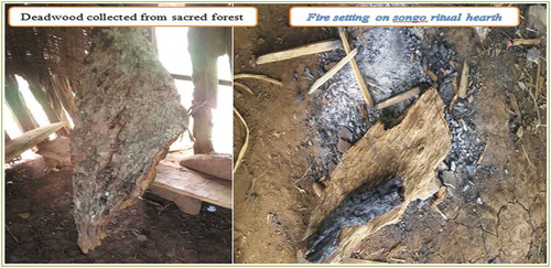 Figure 4. The deadwood chopped from sacred forest for setting fire in songo ritualistic hearth in songo houses for elders (Photo taken by Y.Maru.).
