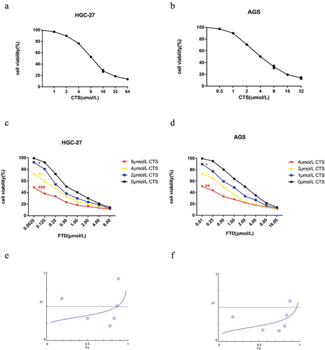 Figure 1. Antiproliferative effect of FTD combination with CTS on gastric cancer cells. Effect of CTS-alone treatment for 72 h on cell viability of HGC-27 (a) and AGS (b) cells. Cell viability of HGC-27 cells (c) after cotreatment with (0, 2, 4 and 8 µM) CTS and gradient concentration FTD for 72 h. Effect of (0, 1, 2 and 4 µM) CTS in combination with gradient concentration FTD on cell viability in AGS cells (d). Cell viability was assessed using the CCK-8 kit, and the optical density value was calculate using a universal microplate reader. Fa–CI plot of HGC-27 (e) and AGS (f) was calculated using CompuSyn software. Results were expressed as mean ± SD. P < 0.05 versus the value for the control group treated with DMSO.