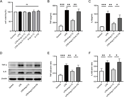 Figure 1 Ang-(1-7) mitigated the secretion of inflammatory cytokines in LPS-induced RAW264.7 cells. (A) Cell viability of RAW264.7 cells was assessed using the CCK-8 assay. (B and C) Levels of TNF-α and IL-6 in the cell culture supernatant of RAW264.7 cells were measured using ELISA. (D) Protein expression of TNF-α and IL-6 was detected using Western blot analysis. (E and F) Quantification of protein concentrations for TNF-α and IL-6. Error bars indicated the mean ± SD for three separate experiments, ns: non-significant, *p < 0.05, **p < 0.01, ***p < 0.001.