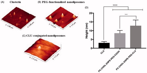 Figure 3. AFM imaging of nanoliposomes. (A) 2D images of CLU protein, (B) PEG-functionalized liposomes, (C) purified CLU-PEGylated nanoliposomes and (D) their height analysis. ***p < 0.001 versus CLU,  +++p < 0.001 versus CLU-PEGylated nanoliposome.