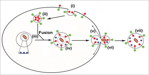 Figure 1. Model for the formation and release of autophagic vesicles. GYPA (extracellular domain [red circle] and intracellular domain [green square]) is internalized by endocytosis of the plasma membrane (i) to produce large GYPA-decorated vesicles (ii) that fuse with an LC3 (blue pentagon)-positive autophagosome (iii) forming a large LC3-GYPA-positive hybrid inside-out vesicle (iv). Temporary weakening of the cytoskeleton (v) allows extrusion (vi) releasing a PS-positive inside-out vesicle (vii) for phagocytosis in the spleen.