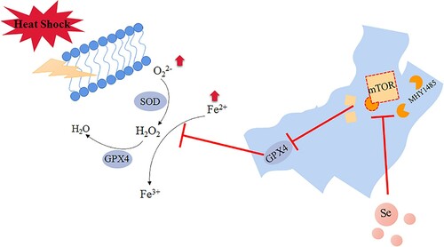 Figure 8. Selenium promotes the expression of GPX4 by inhibiting the activity of mTOR. Under heat stress treatment, the iron ion concentration and ROS level of GMECs increased significantly and caused ferroptosis-like death in the cells. The activity of mTOR was higher under heat stress, which further inhibited the expression of GPX4, the addition of selenium inhibited the activity of mTOR under heat stress and improved the expression of GPX4, and then the activity of SOD is increased, thereby improving ferroptosis-like death under heat stress.