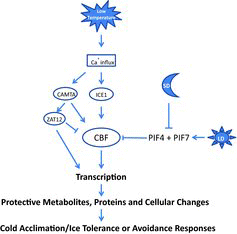 Figure 1 Schematic of signaling network involved in low temperature and/or photoperiod acclimation. Calcium signaling mediates activation of transcriptional cascades involving CBF or ZAT12 (Theocharis et al, Citation2012; Thomashow, Citation2010). The expression of CBFs is negatively regulated by PIF4 and PIF7 in long photoperiods. Short photoperiods repress expression of PIF4 and PIF7 promoting an increase in freezing tolerance. It should be noted that the exact mechanisms underlying repression of CBF and PIF4 and PIF7 in response to photoperiod still need to be resolved and may not be the only photoperiod responsive mechanism involved in acclimation processes.