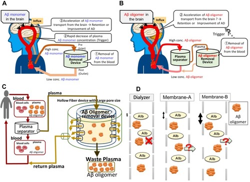 Figure 1 Schematic pictures of an E-BARS as the proposed system for the removal of Aβ oligomers. (A) Basic concept of E-BARS for Aβ monomer removal. Removal of blood Aβ monomers rapidly reduces Aβ monomer concentrations in the blood, which may act as a trigger to enhance Aβ excretion from the brain, resulting in cognitive improvement. (B) Hypothesis for the removal of Aβ oligomers: the blood of patients is introduced to a plasma separator (centrifuge or membrane separator), and the separated plasma is introduced to a device for the removal of Aβ oligomers. (C) Schematic mechanism of Aβ oligomers removal by membrane separation. The blood of patients is introduced into a plasma separator, and the separated plasma is introduced to a device composed of hollow-fiber membranes with appropriate larger pore sizes than hemodialyzers. Aβ oligomers of large molecular weights can hardly pass through the pores, are retained in the hollow fibers, and are discarded in waste plasma. Smaller molecules, including albumin, can pass through the pores and return to the patients. (D) A schematic comparison of pore sizes of the hemodialyzers and Membranes A and B with the size of large Aβ oligomers and albumin.