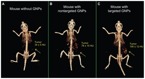 Figure 2 In vivo X-ray computed tomography (CT) volume-rendered images of (A) mouse before injection of gold nanoparticles (GNPs), (B) mouse 6 hours postinjection of nonspecific immunoglobulin G GNPs as a passive targeting experiment, and (C) mouse 6 hours postinjection of anti-epidermal growth factor receptor (EGFR)-coated GNPs that specifically targeted the squamous cell carcinoma head and neck tumor. The anti-EGFR-targeted GNPs show clear contrast enhancement of the tumor (C, yellow arrow), which was undetectable without the GNPs contrast agents (A, yellow arrow). CT numbers represent the average Hounsfield units (HU) of the whole tumor area. All scans were performed using a clinical CT at 80 kVp, 500 mAs, collimation 0.625 × 64 mm and 0.521 pitch size (64 detector CT scanner, LightSpeed VCT; GE Healthcare, Little Chalfont, UK).