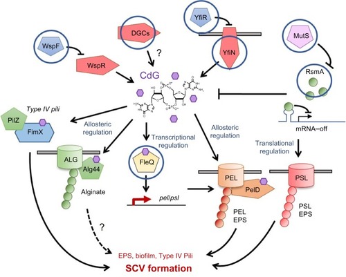 Figure 5 Mutational routes to SCV formation.Notes: The diagram shows part of the cdG/RsmA signaling network in Pseudomonas aeruginosa. Hypothetical SCV-inducing mutations in uncharacterized DGCs are included. Signaling systems where mutations have been implicated in clinically relevant SCV formation are circled. Activating signals are denoted with arrows, suppression with bars. Purple hexagons represent cdG molecules. Pathways where the link to SCV is hypothetical or uncertain are marked with question marks (?). The dashed arrow refers to a pathway where the relationship to clinical SCV formation is currently unclear.Abbreviations: SCV, small colony variant; DGC, diguanylate cyclase.