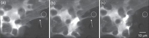 Figure 14 Time-lapse microscopy images showing transfected cells grown on 10 μm POSTS. Notice the fluorescent actin cytoskeleton (white arrow) attaching to a post (white circle drawn for clarity) (a); detaching from the post as it begins to migrate (b); and finally release from the post (c). Time scale is 15 minutes.