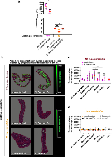 Figure 4. Ascorbate deficiency is associated with reduction of ascorbate in plasma and within colonic mucosa layers. (a) Ascorbate concentration in plasma was measured by HPLC and expressed as mean ± S.D., * indicates t-test p < .05, ** indicates p < .01. (b) Ascorbate abundance was quantified within the different layers of the colonic mucosa by imaging mass spectrometry in tissues from animals fed with 400 mg ascorbate/kg and 10 mg ascorbate/kg diets, infected or not with indicated strains for 30 h (intrarectal challenge). (c-d) Quantification in different layers are averaged from three areas designed on three independent samples and expressed as mean ± S.D., * indicates t-test p < .05, ** indicates p < .01, FOI – foci of infection. Representative images are presented of at least 5 slices from 3 different animals.