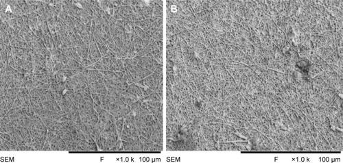 Figure 10 SEM images of functionalized (A) PVA membrane and (B) PVA/mPE/PA nanocomposites after 14 days.Abbreviations: mPE, metallocene polyethylene; PA, plectranthus amboinicus; PVA, polyvinyl alcohol; SEM, scanning electron microscopy.