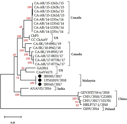 Figure 2. The phylogenetic relationship, based on the genome of the three Malaysian isolates (dark circles) and other published CAstV genomes. The analysis is based on a complete nucleotide sequence, and the tree was built using the ML method with bootstrap replicates of 1000 in MEGA-X. The bootstrap values are indicated on the tree branches.