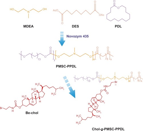 Scheme 1 Chemoenzymatic synthesis of Chol-g-PMSC-PPDL.