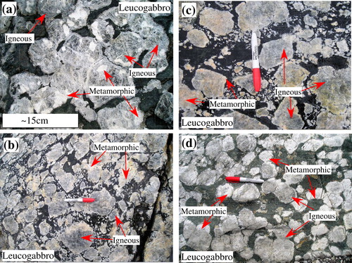 Figure 8. Field photographs of plagioclase megacrysts in the Fiskenæsset Complex. Dark to grey cores are relict igneous plagioclase, whereas clear to white rims and patches represent the recrystallized metamorphic plagioclase. (b) modified from Huang et al. (Citation2014); (d) modified from Polat et al. (Citation2009).