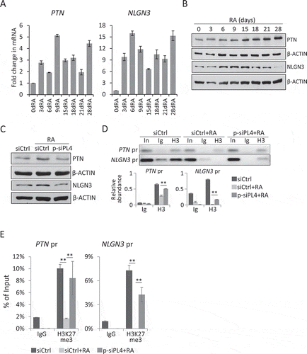 Figure 5. PIWIL4 depletion decreased the expression of critical factors for glioma. Expression of PTN and NLGN3 during RA-mediated neuronal differentiation was profiled at the transcript level by qPCR (A) and at the protein level by immunoblotting (B). dRA: days of RA treatment. (C) Immunoblotting of PTN and NLGN3 in PIWIL4-suppressed NT2 cells which were treated with RA for 9 days. The occupancy of H3K27me3 (H3) at the promoters of PTN and NLGN3 were assessed by ChIP assays followed by PCR amplification (D) and (E) qPCR measurement. In: Input; Ig: IgG in (D). The chromatin binding of H3K27me3 was normalized to Input. pr: promoter. Bars: mean±sd; n = 4; **p < 0.01 by Student’s t-test.