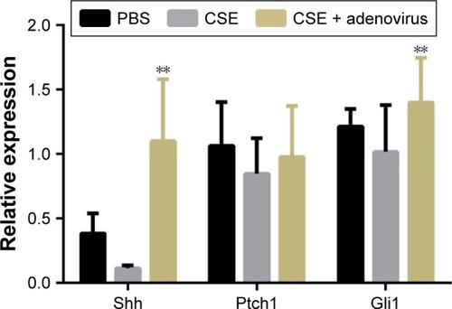 Figure 7 mRNA levels of the major components of the Shh signaling pathway in experimental groups: PBS group (n=10), CSE group (n=9), and CSE + adenovirus group (n=8).Notes: The Shh, Ptch1, and Gli1 mRNA levels were analyzed using real-time RT-PCR. Data are expressed as copy number mean ± SD of the corresponding genes normalized to that of β-actin; **P<0.05 vs CSE.Abbreviations: mRNA, messenger RNA; PBS, phosphate-buffered saline; CSE, cigarette smoke extract; RT-PCR, reverse transcription polymerase chain reaction; SD, standard deviation.