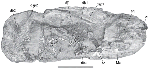 FIGURE 1. Tribodus limae, AMNH FF13957, general view of the specimen showing landmark features and regions of shagreen (boxes A and B) shown in Figure 2. Abbreviations: db1, db2, basal cartilage of first and second dorsal fins; df1, first dorsal fin; dsp1, dsp2, first and second dorsal fin spines; Mc, Meckel's cartrilage; or, orbit; pq, palatoquadrate; sc, scapulocoracoid. The position of several calcified pleural ribs is also indicated. Scale bar equals 10 cm.