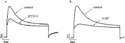 Figure 2. The effects of JZTX-V and 4-AP on the K+ currents in rat small-sized DRG. (a) The inhibition effects of 1 μM JZTX-V. (b) The inhibition effects of 10 mM 4-AP.
