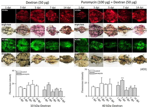 Figure 2. Dextran filtration assays. The puromycin-treated group showed higher fluorescence intensity than the controls at 3 dpi and lower fluorescence intensity than the controls at 5, 7, and 14 dpi. Both 10 and 40 kDa rhodamine dextran washed out of the kidneys of puromycin-treated zebrafish more rapidly than from the controls. *p < 0.5 **p < 0.01 ***p < 0.001 vs. controls