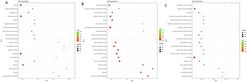 Figure 3. (A) GO enrichment of DEGs. (B) GO enrichment of up-regulated DEGs. (C) GO enrichment of down-regulated DEGs.