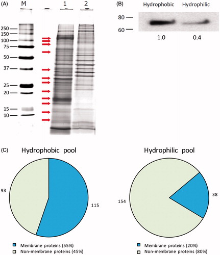Figure 2. Validation of the efficacy of the Triton X-114 phase separation method. (A) Distribution of protein bands in the hydrophobic (1) and hydrophilic (2) fractions following phase partitioning in total lysates from primary equine articular chondrocyte cultures. After SDS–PAGE, protein bands were visualised using silver staining (M, molecular weight marker). Representative gel image. (B) Western blot experiment performed on both hydrophobic and hydrophilic fractions to probe for the presence and relative abundance of the membrane-bound Na+, K+-ATPase. Numbers below bands represent integrated densities determined by ImageJ freeware. Representative image. (C). The relative distribution of identified proteins following analysis by nanoLC-MS/MS based on their solubility in both hydrophobic and hydrophilic fractions. Numbers outside pie charts represent the actual numbers of proteins identified in each subgroup.