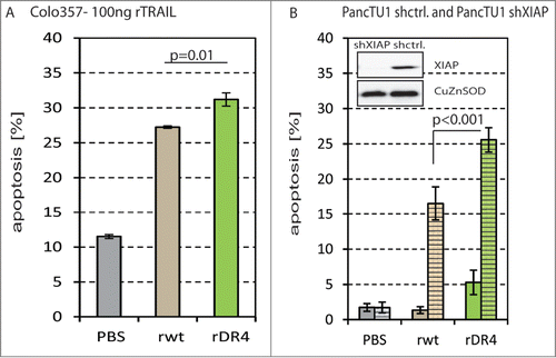 Figure 3. Apoptosis analyses of pancreatic carcinoma cells treated with rTRAILwt and rTRAILDR4.(A) Colo357 cells were treated with PBS (gray) as control, 100 ng/ml rTRAILwt (rwt; brown) and rTRAILDR4 (rDR4; green) for 24 h before apoptosis was measured. The apoptosis was significantly higher with rTRAILDR4 than rTRAILwt. (B) PancTu1.shctrl (filled) and PancTu1.shXIAP (dashed) cells were treated with PBS (gray) as control, 100 ng/ml rTRAILwt (rwt; brown) and rTRAILDR4 (rDR4; green) for 24 h before apoptosis was measured. The results show that PancTu1.shctrl cells are TRAIL resistant and that silencing of XIAP (in PancTu1.shXIAP) sensitizes the cells. In PancTu1.shXIAP rTRAILDR4 induces significantly more apoptosis than rTRAILwt. In the insert the knock-down of XIAP is shown by Western blot of protein lysates from PancTu1.shXIAP (lane 1) and PancTu1.shctrl (lane 2) cells. The CuZnSOD blot serves as loading control.