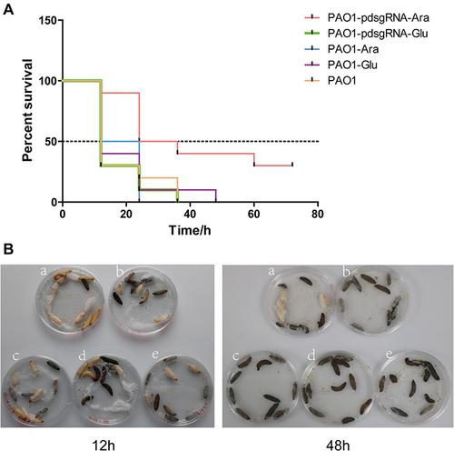 Figure 6 Survival of Galleria mellonella inoculated with PA0715-suppressed or control strains.