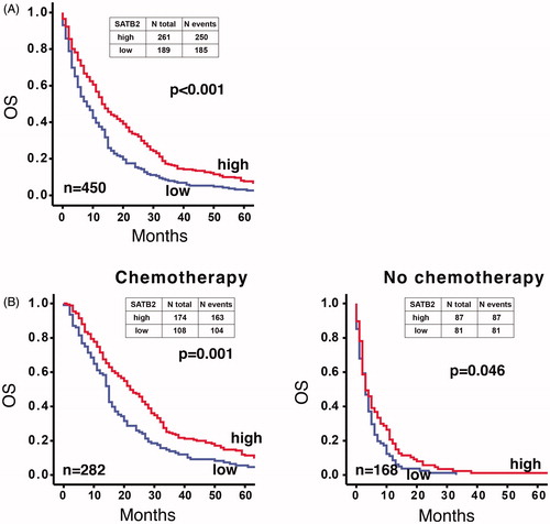 Figure 1. Kaplan–Meier plot of overall survival (from the date of metastatic diagnosis) in patients having high-SATB2 (red line) versus low-SATB2 expression (blue line). (A) The whole TMA cohort. (B) According to treatment provided. Overall survival of patients receiving chemotherapy was better for those having high SATB2 expression (left panel), while it was less affected by SATB2 expression in patients not receiving chemotherapy (right panel). Log rank test used for the analysis of statistical significance.