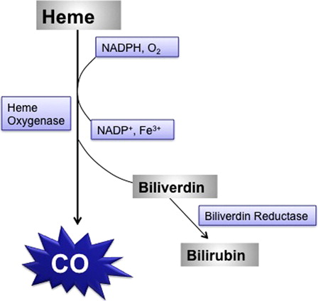 Figure 2. Intrinsic CO production during heme catabolism in the body.