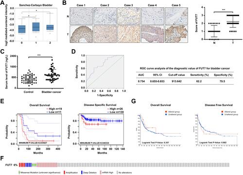 Figure 1 The expression and prognostic value of FUT7 in BLCA. (A) FUT7 expression in bladder cancer was analyzed by Oncomine database. 0: No value (n=48); 1: Superficial bladder cancer (n=28); 2: Infiltrating bladder urothelial carcinoma (n=81). (B) Immunohistochemical staining of FUT7 in bladder cancer tissues and normal bladder tissues. The representative images and statistical analysis were shown. (C) ELISA assay of FUT7 level in serum samples from patients with bladder cancer and healthy controls. (D) ROC curve analysis of the diagnostic value of FUT7 for bladder cancer. (E) Overall survival curve of FUT7 for probe 217696_at in bladder cancer cohort (GSE5287) and disease-specific survival curve of FUT7 for probe ILMN_1715286 in bladder cancer cohort (GSE13507) from PrognoScan database. (F) Analysis of the genetic alteration frequency of FUT7 in BLCA by cBioPortal, including missense mutation, amplification, deep deletion and mRNA high. (G) The overall survival curve and disease-free survival curve of FUT7 for BLCA in FUT7-altered and unaltered group. *P<0.05, ***P<0.001.