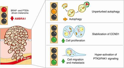 Figure 1. Loss of Ambra1 promotes melanoma growth and metastasis independently of autophagy. For melanoma induction, ambra1flox/flox mice were crossed with mice carrying the joint BrafV600E substitution and pten deletion (BrafV600E/+;ptenflox/flox), a genetic combination with 100% tumor penetrance in mice. When melanoma is formed, the absence of Ambra1 does not affect the autophagy flux in vivo. Instead, in vivo ablation of Ambra1 in melanoma results in boosted tumor growth and metastatic capacity by means of increased stability of CCND1 and enhanced activation of PTK2/FAK1 signaling, respectively