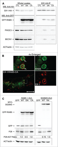 Figure 11. RAB5-GTP is required for E. chaffeensis infection. (A) HEK293 cells were cotransfected with plasmids expressing Etf-1-HA and GFP (CTL) or GFP-RAB5A (WT, DN, or CA mutant). At 2 d p.t., samples were lysed and immunoprecipitated with mouse anti-HA cross-linked on protein G-sepharose beads for 2 h. Images were representative of 3 experiments with similar results. (B) RF/6A cells cotransfected with Etf-1-DsRed and GFP-RAB5A-CA for 2 d. White arrows indicate the colocalization between the 2 proteins. The boxed area was enlarged 4-fold. Scale bar: 10 μm. (C) HEK293 cells were transfected with GFP, GFP-RAB5 (WT, DN, or CA mutant), SGSM3/RABGAP5 (WT), or SGSM3R165A mutant (RA) and then infected with E. chaffeensis at 1 d p.t. for 2 d. Samples were examined by western blotting, and the ratios of P28: ACT/actin were quantified and compared with those of RAB5 WT or SGSM3R165A groups, which were arbitrarily set as 1. Images were representative of 3 experiments with similar results.