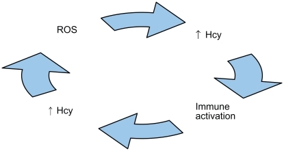 Figure 2 Illustration of a biologically plausible deleterious cycle of reactive oxygen species (ROS), homocysteine (Hcy), and immune activation that possibly may be involved in the pathogenesis of Alzheimer’s disease.