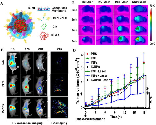 Figure 1. Representative MWNP used for PTT, PA imaging and FL imaging. (A) Scheme of ICNP. (B) FL and PA images of MCF-7 breast cancer tumors in mice following IV injection with either ICG, INPs or ICNPs. (C) Thermal images of MCF-7 tumor-bearing mice exposed to an 808 nm laser for 5 min (1 W/cm2) after IV injection of PBS, ICG, INPs or ICNPs. (D) Tumor growth curves of different groups after treatments (n = 5). Reprinted (adapted) with permission from Chen et al. [Citation8,p.10049]. Copyright 2016 American Chemical Society.