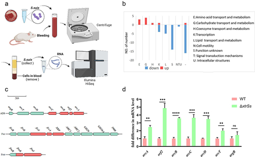 Figure 2. Transcriptome analysis of target genes regulated by XtrSs. (a) Schematic illustration of S. suis samples preparation for RNA-seq created with BioRender. (b) Distribution of the regulated genes into functional groups. (c) Analysis of gene cluster up-regulated in ΔxtrSs strain. Red: genes were significantly up-regulated in ΔxtrSs. (d) The transcription levels of ADS-related genes in the WT and ΔxtrSs strains. All data are represented as mean ± SEM of triplicate samples (**: p < 0.01; ***: p < 0.001; ****: p < 0.0001; ns: no significance).