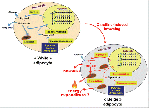 Figure 2. Schematic representation of citrulline effects on rat adipocyte metabolism and on browning. Modifications are represented with red arrows. Arrow thickness illustrates the intensity of the effects. In response to citrulline (CIT), lipolysis is activated in explants from rat white adipose tissue, with a rise in the phosphorylation of hormone-sensitive lipaseCitation120 and a drastic decrease in glyceroneogenesis and fatty acid re-esterification, leading to increased fatty acid release. CIT also induces the β-oxidative capacity of the cells together with the uncoupling-protein 1 (UCP1).Citation120,122 The observed up-regulation of mitochondrial transcription factor A gene expression indicates that mitochondriogenesis could occur.Citation122