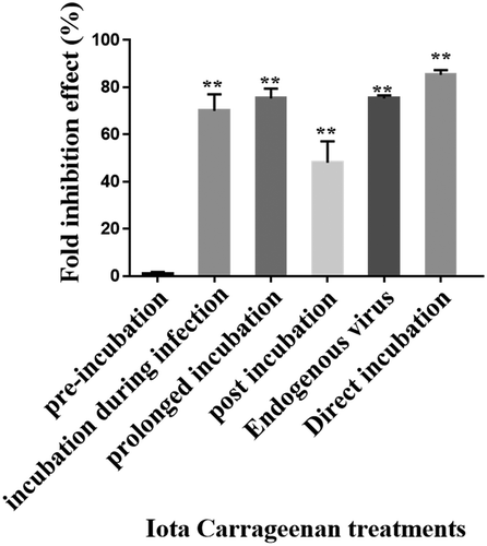 Figure 4. Antiviral activity of i on VZV infection at different stages of the infection. Vero cells infected with 0.01 m.o.i of VZV and treated with 1 µg/mL of ἰ at different periods of time. Furthermore, direct effect of ἰ on the virus infectivity (direct incubation) and its effect on the endogenous virus production were examined (n = 5); **p < 0.001 vs. the infected untreated cells.