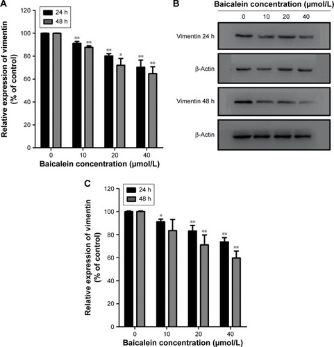 Figure 9 Baicalein suppresses the expression of vimentin in MDA-MB-231 cells.