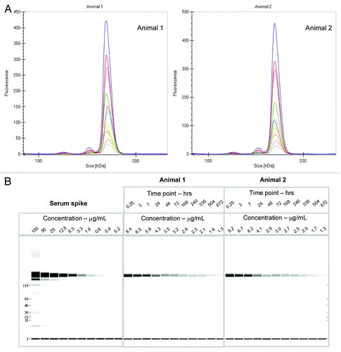 Figure 2. (A) Electropherogram of rat serum samples (two animals) dosed with labeled mAb and analyzed at various time points (0.25 h to day 28) (B) Digital gel image after serial dilution of labeled mAb spiked into rat serum in vitro, and analysis of rat serum samples from PK study with labeled antibody after a 1:10 dilution in denaturation buffer.