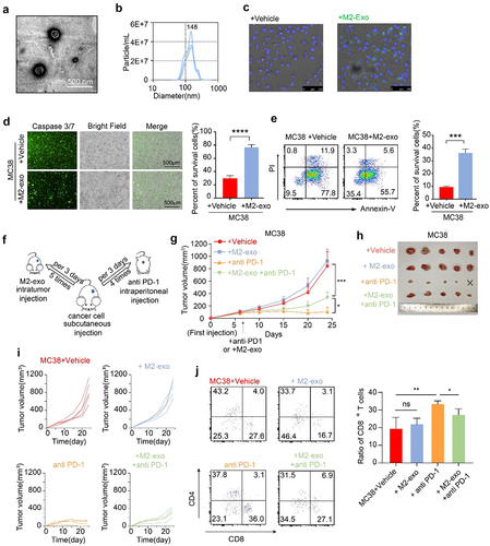 Figure 1. M2-like macrophage-derived exosomes inhibit T-cell-mediated tumor cell killing and dampen immunotherapy response. (A) Identification of exosomes derived from M2-like macrophages (M2-Exo) by TEM. The scale bar represented 500 nm. (B) Analyzation of M2-Exo diameter by NTA. (C) PKH67(green fluorescence) labeled M2-Exo was taken up by MFC. (D) Caspase 3/7 and percent of survival cells were detected in M2exo pretreated MC38 or the control group that co-cultured with CTL. n = 3 per group. (E) Flow cytometry scatters diagram of PI and Annexin-V showed apoptosis and percent of survival cells of M2-exo pretreated MC38 or control group that co-cultured with CTL. n = 3 per group. (F) Schema of anti-PD1 treatment and M2-Exo interference to MC38 subcutaneous injection models. (G–I) Tumor mean volume curves (G), representative tumors image (H), and individual tumor growth curves (I) of MC38 tumors that separated subcutaneously from mice or which were treated with M2-exo, anti-PD-1 antibody, anti-PD1+M2-Exo as indicated. (J) Representative flow cytometry scatters diagram of CD4+ and CD8+ T cells and the ratio of CD8+ T cells in MC38 tumor tissues of the four indicated groups. Error bars, S.D. Two-sided Student’s t-test (D, E). Two-way ANOVA with Tukey’s multiple comparison posttest (G, J). *p < 0.05, **p < 0.01, ***p < 0.001, ****p < 0.0001.