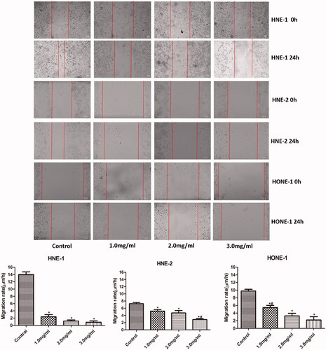 Figure 4. The migration of HNE-1, HNE-2 and HONE1 cells in various groups which was evaluated by scratch wound assay. Cells were cultured in the medium containing 1.0, 2.0 and 3.0 mg/ml of Junduqing extractive for 24 h. *p < .05 vs. Control; #p < .05 vs. 2.0 mg/ml.