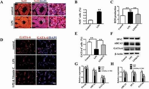 Figure 5. Oxidative stress involved in LPS-induced abnormal development of chick lungs. (A, B): In immunofluorescent staining of E18 chick lungs, red color shows Nrf2 and blue color shows DAPI staining, respectively. The far right panel indicates the dotted squares of the merged images with higher magnification. LPS induced a dramatic increase in Nrf2 expression in E18 chick lungs. (C): Flow cytometry data show intracellular ROS production in MLE-12 cells was significantly increased by LPS. (D, E): In immunofluorescent staining of MLE-12 cells, red color shows GATA-6 and blue color shows DAPI staining, respectively. LPS significantly down-regulated GATA-6 expression. (F, G): Western blot shows LPS-induced decrease in protein expression of SP-C, ABCA3 and GATA-6 in MLE-12 cells. (H): qPCR data show LPS down-regulated mRNA expression of ABCA3, SP-C and GATA-6 in MLE-12 cells. All these effects were reversed with vitamin C. *P < 0.05. **P < 0.01. Scale bars = 50 μm.