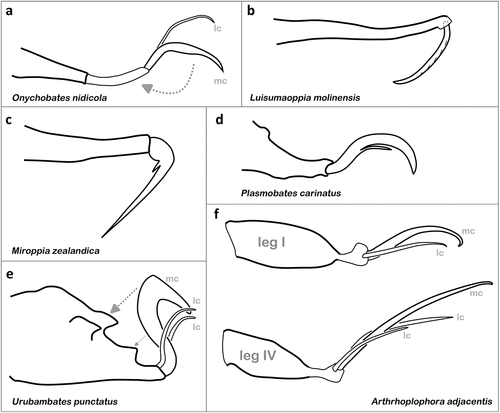 Figure 11. Strongly modified and thus unusual claw morphologies shown in oribatid mites. (a) Ambulacrum IV of O. nidicola (Ceratozetoidea) found in bird nests; arrow indicates possible rotation of claw (modified after Hammer Citation1967a). (b) Pretarsus IV of L. molinensis (Oppioidea) (after Ermilov Citation2022). (c) Typical claw shape of M. zealandica (Oppioidea) (after Hammer Citation1968). (d) Ambulacrum II of P. carinatus (Hermannielloidea) bearing a unique ventral spine (after Hammer Citation1961). (e) Typical claw morphology of U. punctatus (Oripodoidea) (after Hammer Citation1961); arrows indicating possible interaction of claw with tarsal cuticular structures. (f) Antiaxial view on tarsi I and IV of A. adjacentis (Protoplophoroidea) highlighting paradox lengths of claws (after Fuangarworn Citation2011).