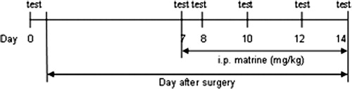 Figure 1. The experimental design of von Frey, plantar and cold-plate tests.