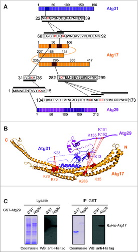 Figure 2. Atg17-31-29 interactions. (A) Schematic summary of crosslinked peptides mediating Atg17 interactions with Atg31 and Atg29; Atg17 (orange), Atg31 (magenta), Atg29 (pink). Crosslinked lysine residues are red while the primary sequence of the crosslinked peptide is marked by a black box. Solid lines indicate regions of primary sequence while dotted lines join intersubunit crosslinks. (B) Homology model of Atg17-Atg31-Atg29 (PDB: 4HPQ). Crosslinked lysine residues are shown as red spheres while red lines indicate interprotein crosslinks. Only the major class of crosslinked peptides are depicted (as shown in Table S1); Atg17 (orange), Atg31 (magenta), Atg29 (pink). (C) In vitro coprecipitation between GST-Atg29 and His-tagged Atg17. Constructs were expressed in the E. coli T7 express strain. Glutathione agarose was used for precipitation. The western blot was probed using anti-His tag antibody.