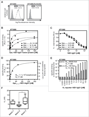 Figure 2. Affinity of different GpL-18D1-IgG1 fusion proteins for Fn14. (A) HT1080 and HT1080-Fn14-KO cells were analyzed by FACS with respect to Fn14 expression. (B) HT1080 and HT1080-Fn14-KO cells were seeded in the upper and lower half of a 24-well tissue culture plate. The next day, wells containing the 2 cell types were pairwise incubated (1.5 h, 37°C) with the indicated concentrations of the various GpL-18D1-IgG1 fusion proteins. After removal of the unbound GpL-18D1-IgG1 fusion protein molecules, cell-associated luciferase activity was measured by help of the Gaussia Luciferase Assay Kit. Specific binding values for the various GpL-18D1-IgG1 fusion proteins were calculated by subtracting the non-specific binding values derived of the HT1080-Fn14-KO cells from the Fn14+ parental HT1080 cells. KD values were obtained using the “nonlinear regression to a one-site specific binding curve” function of the GraphPad Prism5 software. Shown is one representative experiment for each fusion protein. (C) Determination of the KD values of the parental Fn14-specific IgG1 antibody 18D1 by heterologous competition binding experiments. The indicated concentrations of 18D1 were mixed with GpL(CT-HC)-18D1-IgG1 (250 ng/ml), GpL(CT-LC)-18D1-IgG1 (100 ng/ml) and GpL(NT-LC)-18D1-IgG1 (250 ng/ml). HT1080 cells were then incubated with these mixtures for 1.5 h at 37 °C. After removal of the unbound antibody fusion proteins, cell-associated luciferase activity was again determined with the Gaussia Luciferase Assay Kit. The binding data obtained were fitted with the “nonlinear regression to a one-site competitive binding curve” function of the GraphPad Prism5 software to calculate the Ki value of 18D1. Shown is one representative experiment for each GpL-18D1-IgG1 fusion protein. Average values and statistics of all experiments are summarized in Table 2. RLU, relative light units. (D) Concentration-dependent specific binding of GpL(CT-LC)-18D1-IgG1 to HT1080 cells was determined as in “B.” Specific binding values were normalized against the maximal binding (Bmax) value obtained by nonlinear regression to a one-site specific binding curve. Specific binding values were furthermore converted into the number of occupied Fn14 molecules per cell. (E) Concentration-dependent specific binding of GpL(CT-LC)-18D1-IgG1 and citrine(CT-LC)-18D1-IgG1 to HT1080 cells was determined as in “B.” Specific binding values averaged from 3 independent experiments are shown as fold over background. (F) Equilibrium binding studies with 3 fully independent batches of GpL(CT-LC)-18D1-IgG1 were repeatedly (n = 6) performed as described in “B.” n.s., no significant difference.