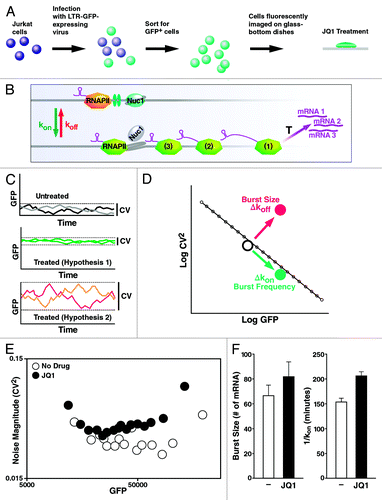 Figure 5. JQ1 enhances transcription burst size. (A and B) Depiction of the experimental model with polyclonal LTR-GFP-containing Jurkat cells. (C and D) Cells treated with JQ1 can change the mean expression level of GFP (hypothesis 1), the variability (or coefficient of variation, CV, defined as the standard deviation over the mean; hypothesis 2) or both, compared with the untreated basal expression state. (E) Genome-wide signatures of JQ1 exposure by time-lapse microscopy. Over 2,000 cells were accounted for and imaged for durations of 12–18 h. JQ1 displays a similar abundance range with elevated noise magnitude compared with the untreated cell population. (F) Histogram/bar representation of the quantified shifts in burst size (or # of mRNA per pulse, T/koff) and the average dwell time in the OFF state (of 1/kon) with and without JQ1 treatment. JQ1 increases burst size and 1/kon.