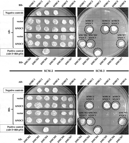 Figure 1. hNOC3 interacts with hORC and hMCM subunits in yeast two-hybrid assays. The AH109 host yeast cells were co-transformed with the indicated combinations of plasmids, and the transformants were patched onto SCM-Trp-Leu (SCM-2) and SCM-Trp-Leu-His (SCM-3) plates and incubated to test cell growth. Cells containing AD-T (SV40 large T-antigen) and BD-p53 were used as the positive interaction control. Cells containing the two empty AD and BD vectors, AD-hNOC3+ BD vector, and AD vector+BD-hNOC3 were patched on the top three spots of the plates (labelled as Negative controls). Other negative controls also included individual AD-ORC/MCM or BD-ORC/MCM plasmids together with the opposite empty vectors.